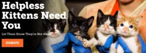 Picture of kittens in ASPCA ad